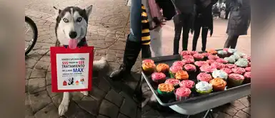 Humana vende cupcakes para pagar las quimioterapias de su amado perrito Humana vende cupcakes para pagar las quimioterapias de su amado perrito