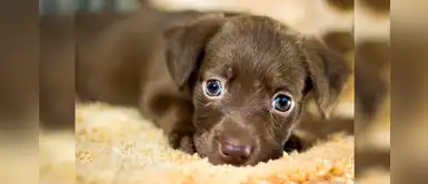 20 nombres graciosos para perritos machos con la letra Q 20 nombres graciosos para perritos machos con la letra Q