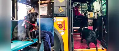Eclipse, la hermosa perrita que toma sola el bus para ir al parque a jugar Eclipse, la hermosa perrita que toma sola el bus para ir al parque a jugar
