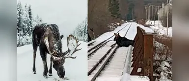 Alce quedó atrapado en las vías del tren y humanos logran salvarlo a tiempo Alce quedó atrapado en las vías del tren y humanos logran salvarlo a tiempo