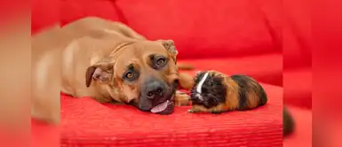 20 nombres preciosos para perritos machos con la letra S 20 nombres preciosos para perritos machos con la letra S