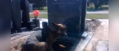 Pastor alemán empieza a cavar en un cementerio para darle un hogar a sus cachorros Pastor alemán empieza a cavar en un cementerio para darle un hogar a sus cachorros