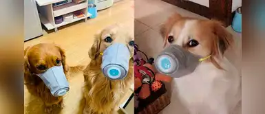 Dueños de perritos colocan máscaras para prevenir el coronavirus en China Dueños de perritos colocan máscaras para prevenir el coronavirus en China