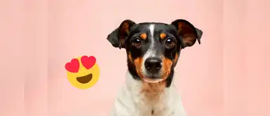 20 nombres maravillosos para perros machos con la letra T 20 nombres maravillosos para perros machos con la letra T