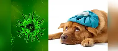 Coronavirus canino: ¿Cuáles son los síntomas y cómo afecta a tu mascota? Coronavirus canino: ¿Cuáles son los síntomas y cómo afecta a tu mascota?