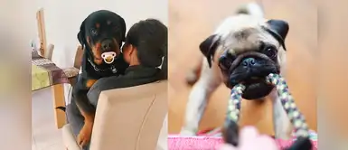 Estos son los perros más chistosos de Tik Tok que te robarán el corazón Estos son los perros más chistosos de Tik Tok que te robarán el corazón