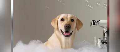 ¿Vas bañar a tu mascota? Sigue estos consejos ¿Vas bañar a tu mascota? Sigue estos consejos