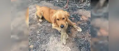 Golden retriever revisa nuevamente su hogar quemado solo para rescatar su peluche favorito Golden retriever revisa nuevamente su hogar quemado solo para rescatar su peluche favorito