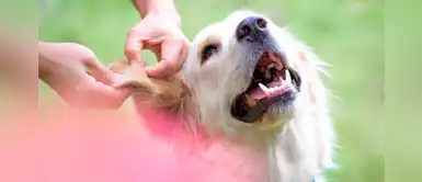 ¿Cómo combatir las pulgas y los ácaros en mi perro y/o gato? ¿Cómo combatir las pulgas y los ácaros en mi perro y/o gato?