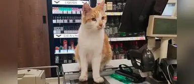 Gato fue vetado de un supermercado, pero él se niega a abandonar el lugar Gato fue vetado de un supermercado, pero él se niega a abandonar el lugar