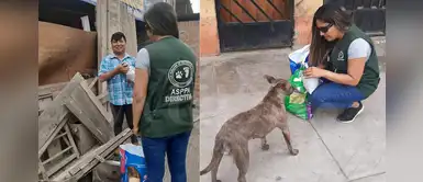 Perritos afectados reciben más donaciones de alimento tras incendio en VES Perritos afectados reciben más donaciones de alimento tras incendio en VES