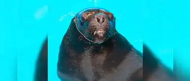 Parque de las Leyendas: conoce a los animales más juguetones y amantes del agua Parque de las Leyendas: conoce a los animales más juguetones y amantes del agua