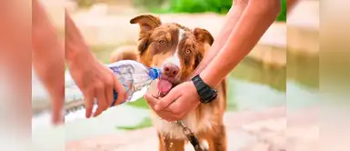 20 nombres auténticos para perritos machos con la letra U 20 nombres auténticos para perritos machos con la letra U