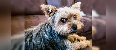 20 nombres curiosos para perritos machos con la letra W 20 nombres curiosos para perritos machos con la letra W