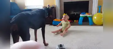 Hermoso doberman sorprende por su forma de jugar con el bebé de la casa Hermoso doberman sorprende por su forma de jugar con el bebé de la casa