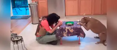 Diva, el pitbull más inteligente que es capaz de realizar tareas humanas Diva, el pitbull más inteligente que es capaz de realizar tareas humanas