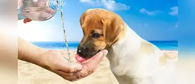Protege a tu engreído de cuatro patas del fuerte verano Protege a tu engreído de cuatro patas del fuerte verano