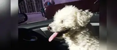 Hombre secuestra al perrito de su ex para que lo desbloquee de Facebook Hombre secuestra al perrito de su ex para que lo desbloquee de Facebook