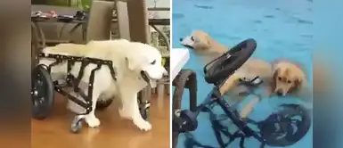 Perrito en silla de ruedas tenía tanto calor que se lanzó a la piscina para refrescarse Perrito en silla de ruedas tenía tanto calor que se lanzó a la piscina para refrescarse