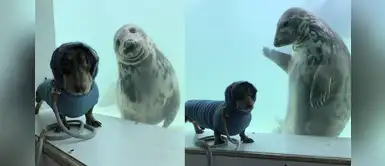 Perrito visita acuario y se hace amigo de una hermosa foca Perrito visita acuario y se hace amigo de una hermosa foca