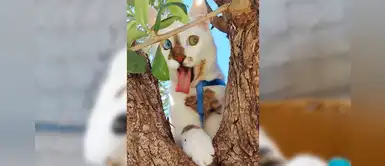 Bowie, el gatito con ojos de diferentes colores que tiene 33 mil seguidores Bowie, el gatito con ojos de diferentes colores que tiene 33 mil seguidores