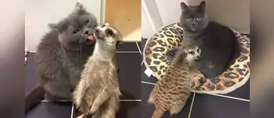 Hermoso gato y suricato fueron presentados y se volvieron los mejores amigos Hermoso gato y suricato fueron presentados y se volvieron los mejores amigos