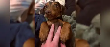 Oz, el perro salchicha que tiene 20 mil seguidores por su singular sonrisa Oz, el perro salchicha que tiene 20 mil seguidores por su singular sonrisa