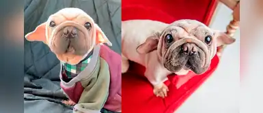 Perrito ‘Baby Yoda’ fue rescatado de mercado de carnes y ahora es la estrella en Instagram Perrito ‘Baby Yoda’ fue rescatado de mercado de carnes y ahora es la estrella en Instagram