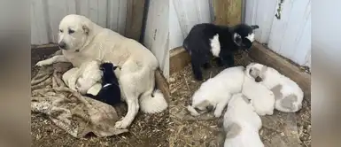 Cabra bebé fue rechazada por su mamá, pero una noble perrita la adoptó Cabra bebé fue rechazada por su mamá, pero una noble perrita la adoptó