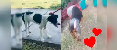 Bella y Vaquita, las perritas que fueron operadas vuelven a caminar tras incendio en VES Bella y Vaquita, las perritas que fueron operadas vuelven a caminar tras incendio en VES