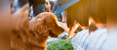 ¿Piensas adoptar un perrito? Te compartimos 20 nombres con la letra Y ¿Piensas adoptar un perrito? Te compartimos 20 nombres con la letra Y