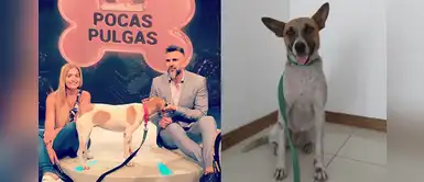 Perrita fue maltratada en el tren, pero ahora es una estrella de la TV Perrita fue maltratada en el tren, pero ahora es una estrella de la TV