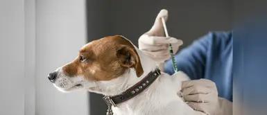 ¿Qué efectos negativos tienen los anabólicos en las mascotas? ¿Qué efectos negativos tienen los anabólicos en las mascotas?