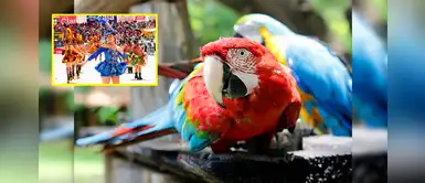 Serfor sobre guacamayos: "Está prohibido el uso de animales silvestres o sus partes para trajes" Serfor sobre guacamayos: "Está prohibido el uso de animales silvestres o sus partes para trajes"