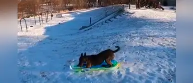 Increíble video de un pastor belga demostrando sus habilidades en el trineo Increíble video de un pastor belga demostrando sus habilidades en el trineo