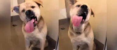 Perro de refugio muestra sus increíbles habilidades para hacer la limpieza Perro de refugio muestra sus increíbles habilidades para hacer la limpieza