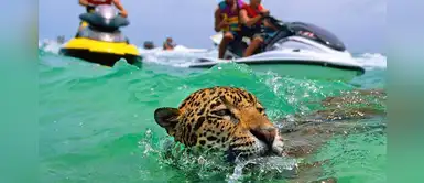 Denuncian abuso de jaguares en México: Los meten al mar para sacarse fotos con turistas Denuncian abuso de jaguares en México: Los meten al mar para sacarse fotos con turistas