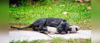 Nueva ley prohíbe dejar a las mascotas afuera de la casa en la noche o cuando hace mucho frío Nueva ley prohíbe dejar a las mascotas afuera de la casa en la noche o cuando hace mucho frío