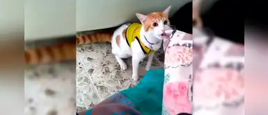 Gatito enamoró a los amantes del fútbol por su forma de alentar a su equipo favorito Gatito enamoró a los amantes del fútbol por su forma de alentar a su equipo favorito