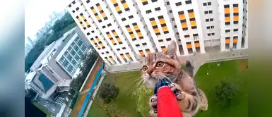 Cámaras registran el peligroso rescate de un gatito atrapado en el piso 12 Cámaras registran el peligroso rescate de un gatito atrapado en el piso 12