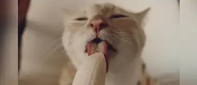 Bean, el gato que calienta las redes sociales por su forma de comer el plátano Bean, el gato que calienta las redes sociales por su forma de comer el plátano