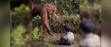 Orangután ofrece su ayuda a un hombre para sacarlo de un río y su acción conmueve a miles Orangután ofrece su ayuda a un hombre para sacarlo de un río y su acción conmueve a miles
