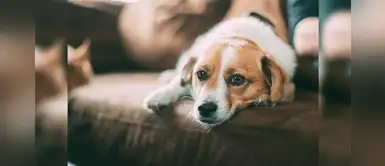 20 nombres curiosos para perros juguetones con la letra Z 20 nombres curiosos para perros juguetones con la letra Z