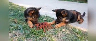 Dos cachorros demuestran tener nervios de acero al jugar con una araña gigante Dos cachorros demuestran tener nervios de acero al jugar con una araña gigante