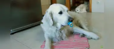 Golden retriever se niega a soltar su chupete a pesar de ser todo un adulto Golden retriever se niega a soltar su chupete a pesar de ser todo un adulto