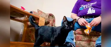 Blake, el impresionante gatito que salva vidas gracias a su sexto sentido Blake, el impresionante gatito que salva vidas gracias a su sexto sentido