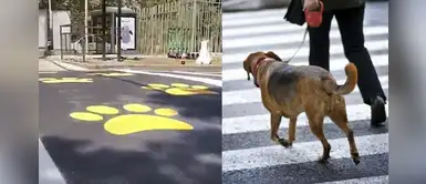 Municipio instala pase peatonal para que mascotas puedan cruzar sin peligro Municipio instala pase peatonal para que mascotas puedan cruzar sin peligro