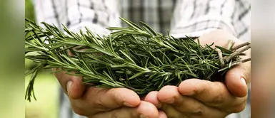 Romero: el remedio natural que podría combatir la pérdida de memoria Romero: el remedio natural que podría combatir la pérdida de memoria