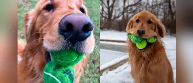 Golden retriever espera romper un récord Guinness por su increíble habilidad Golden retriever espera romper un récord Guinness por su increíble habilidad