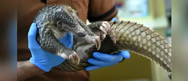 El pangolín, el mamífero considerado como nuevo transmisor del coronavirus El pangolín, el mamífero considerado como nuevo transmisor del coronavirus